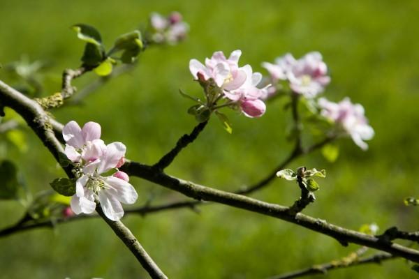 Apfelblüten im Frühling a Tobias Ott