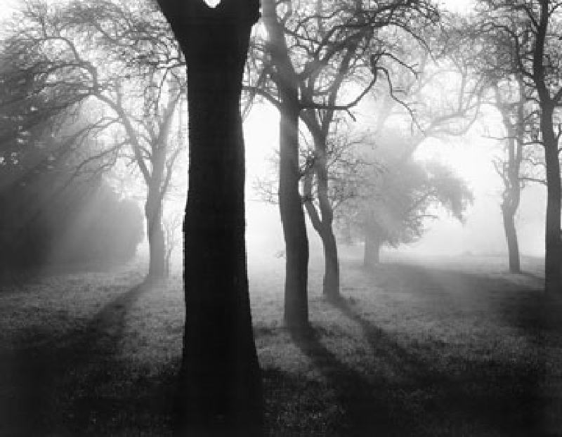 Bäume im Nebel I a Tom Weber