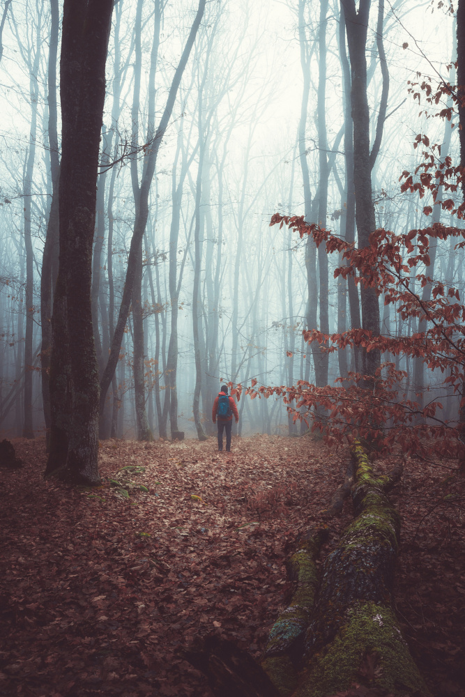 A foggy autumn morning walk through the woods forest a Toma Georgian Mihai