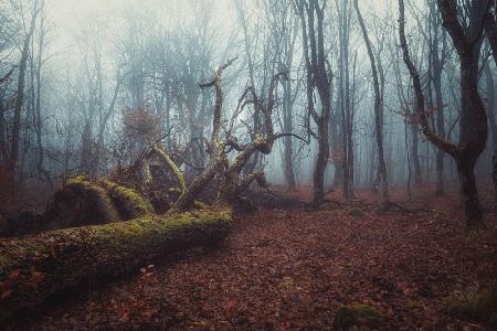 A foggy autumn forest morning