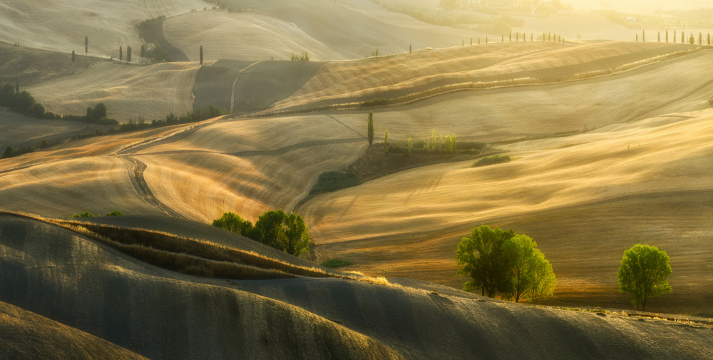 Summer fields a Tomasz Rojek