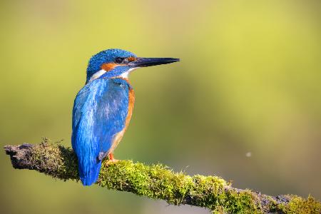 Mr. Fisher, Kingfisher!