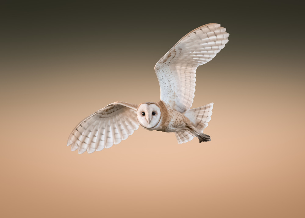 Barn Owl a TonyXu