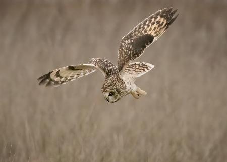 Short-eared Owl