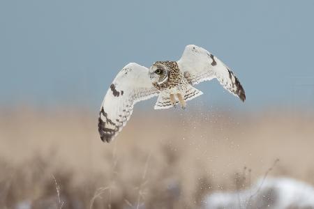 Short-eared Owl