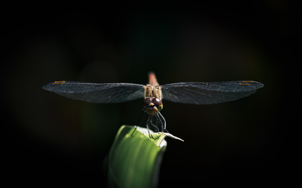 Staring Dragonfly a Toshifumi C