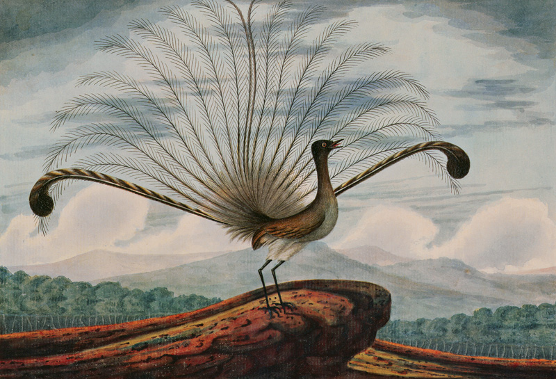 Lyrebird: mamura superba a T.R. Browne