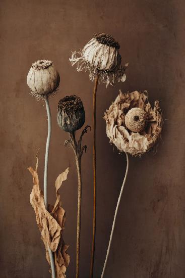 Three Dry Flowers