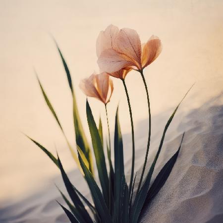 Dune Flowers No 4