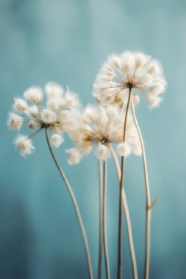 Fluffy Flowers