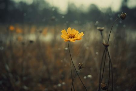 Yellow Flower