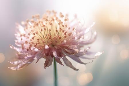Gentle Pink Flower