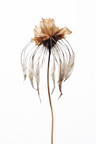Dry Jelly Fish Flower