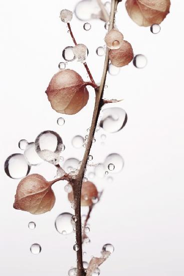 Drops On Leaf