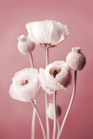 White Poppy On Pink Background