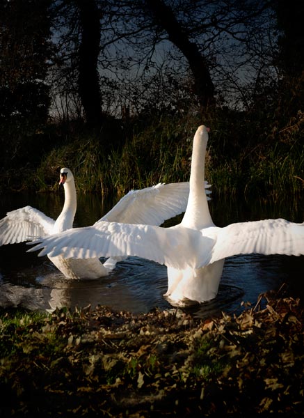Swan Dance a Trevor Aston