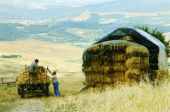 Haymaking at Volterra, Tuscany, Italy, 1999 (photo)  a Trevor  Neal