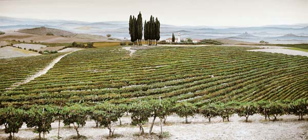 Tree Circle, Tuscany a Trevor  Neal