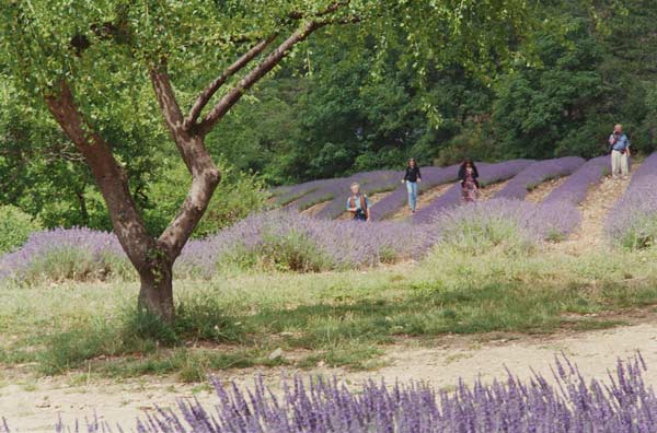 Tree in Lavender Field, in the Grounds of Abbaye Senanque, Provence, France, 1999 (photo)  a Trevor  Neal