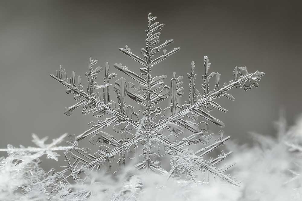 Snowflake a Tsolmon Naidandorj