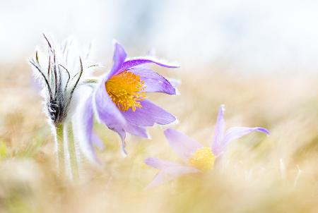 Wild Pasque Flowers - still freezing