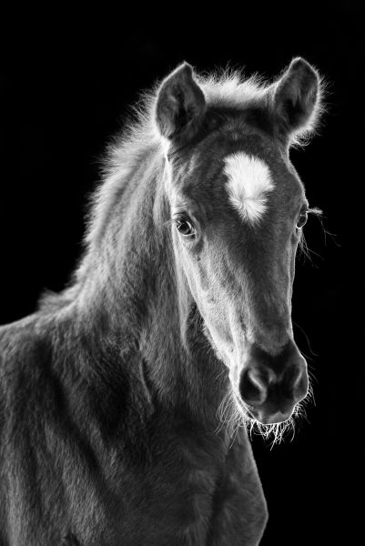 young filly a Ulrike Leinemann