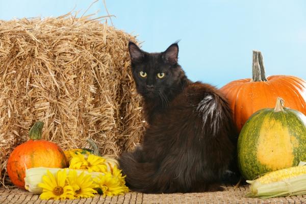 Schwarze Maine Coon Katze vor Stroh a Ulrike Schanz