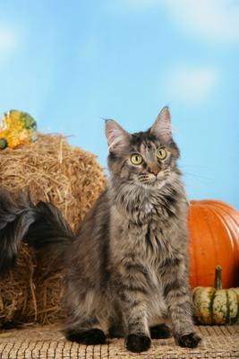 Maine Coon Katze sitzt vor Kuerbissen