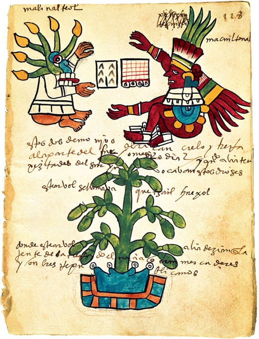 Cacao tree from the Codex Tudela a Unbekannter Künstler