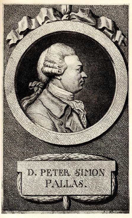 Portrait of the zoologist and botanist Peter Simon Pallas (1741-1811) a Unbekannter Künstler