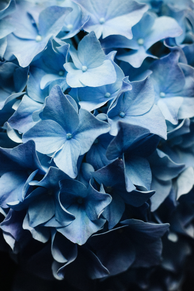 Pretty Sight - Blue Hydrangea a uplusmestudio