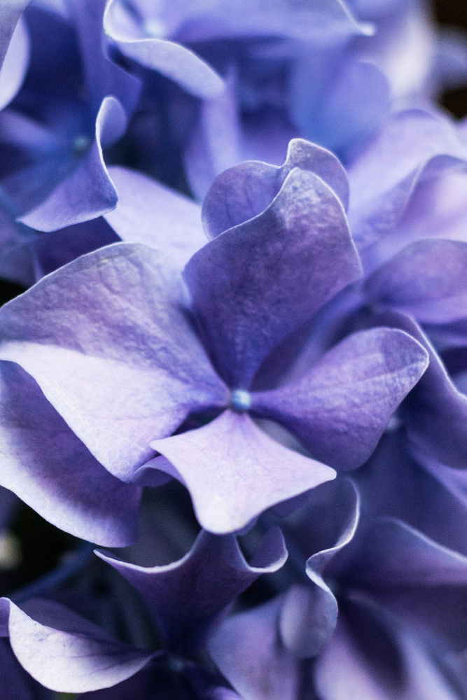 Isnt she lovely - Lilac Hydrangea a uplusmestudio