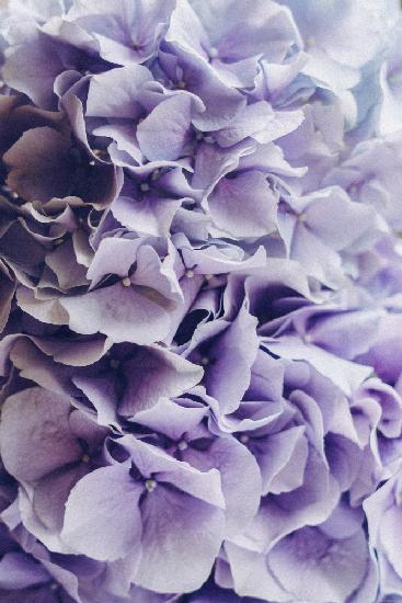 Lilac Hydrangea