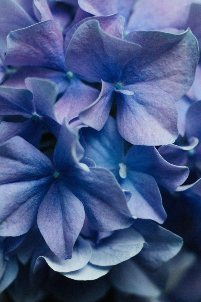 Dancing Petals - Lilac Hydrangea a uplusmestudio