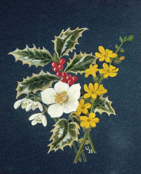 Holly, Christmas Rose, Snowdrop and Winter Jasmine (w/c on paper)  a Ursula  Hodgson