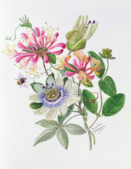 Honeysuckle and Passion flower (w/c on paper)  a Ursula  Hodgson