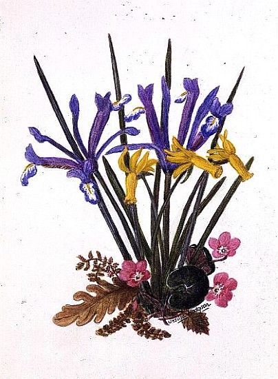 Iris reticulata, Cyclamen and Narcissus cyclamineus (w/c on paper)  a Ursula  Hodgson