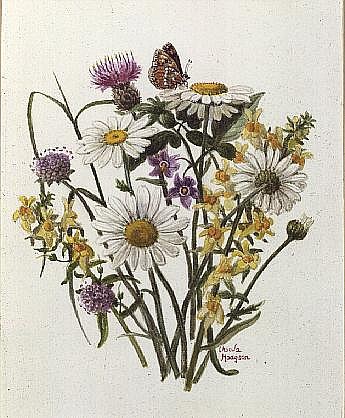 Knapweed, Ox-eye Daisy and Toad Flax (w/c on paper)  a Ursula  Hodgson