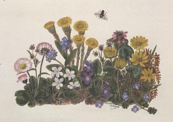 Purple and White Violets, Daisy, Celandine and Forget-me-not (w/c on paper)  a Ursula  Hodgson