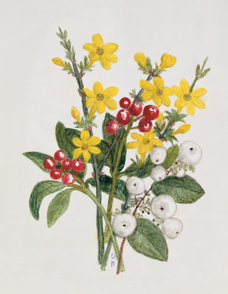 Snowberries, Dogwood and Jasmine (w/c on paper)  a Ursula  Hodgson