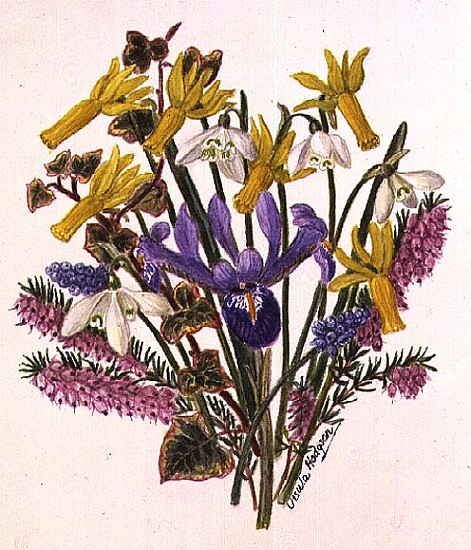 Snowdrop, Narcissus Cyclamineus, Iris Reticulata and Grape Hyacinth (w/c on paper)  a Ursula  Hodgson