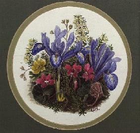 Iris Histriodes, Aconite and Cyclamen (w/c on paper) 