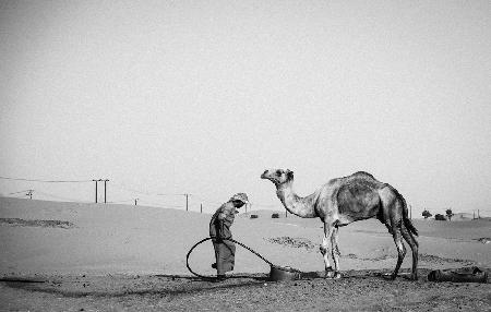 Camel Herder - I