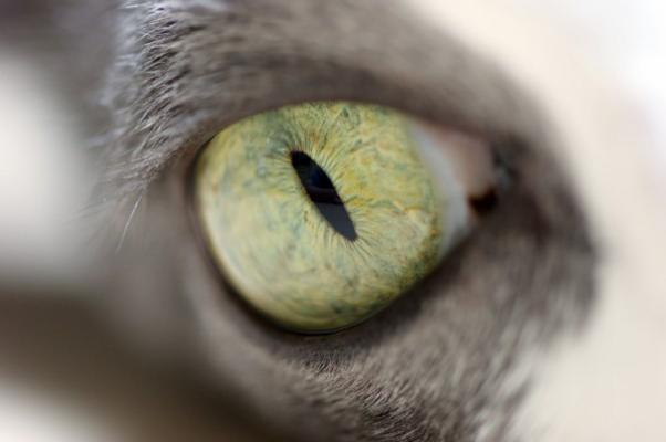 Auge einer Katze a Uwe Malitz