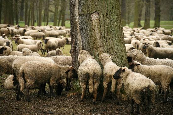 Schafe a Uwe Zucchi