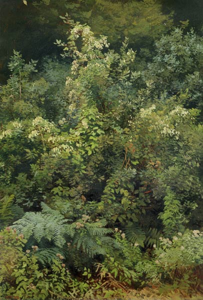 Hops and Ferns in Woodland a Valentin Ruths