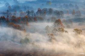 Trees in the early morning fog