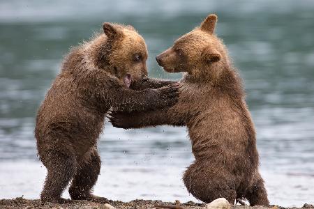 Big bears