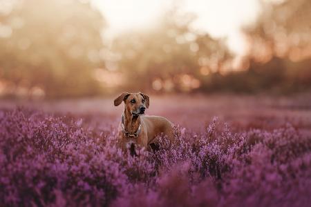 Sea of flowers