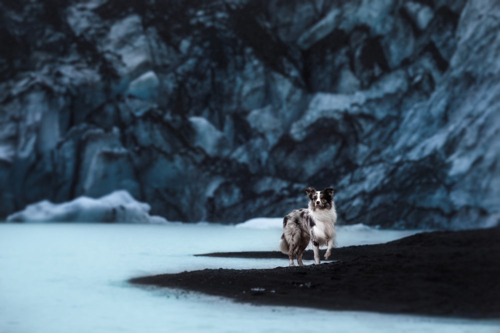Dogs of Iceland a Ve Shandor